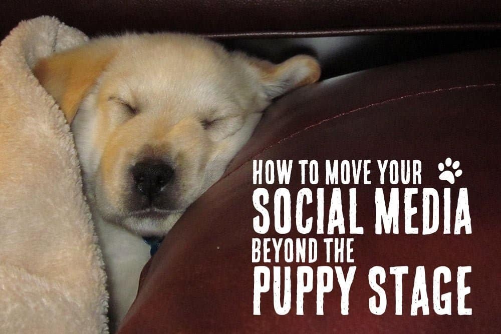 How to Move Your Social Media Strategy Beyond the Puppy Stage
