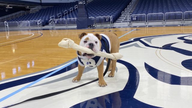 Butler Blue IV is the star of Bulter U's marketing mascot program.