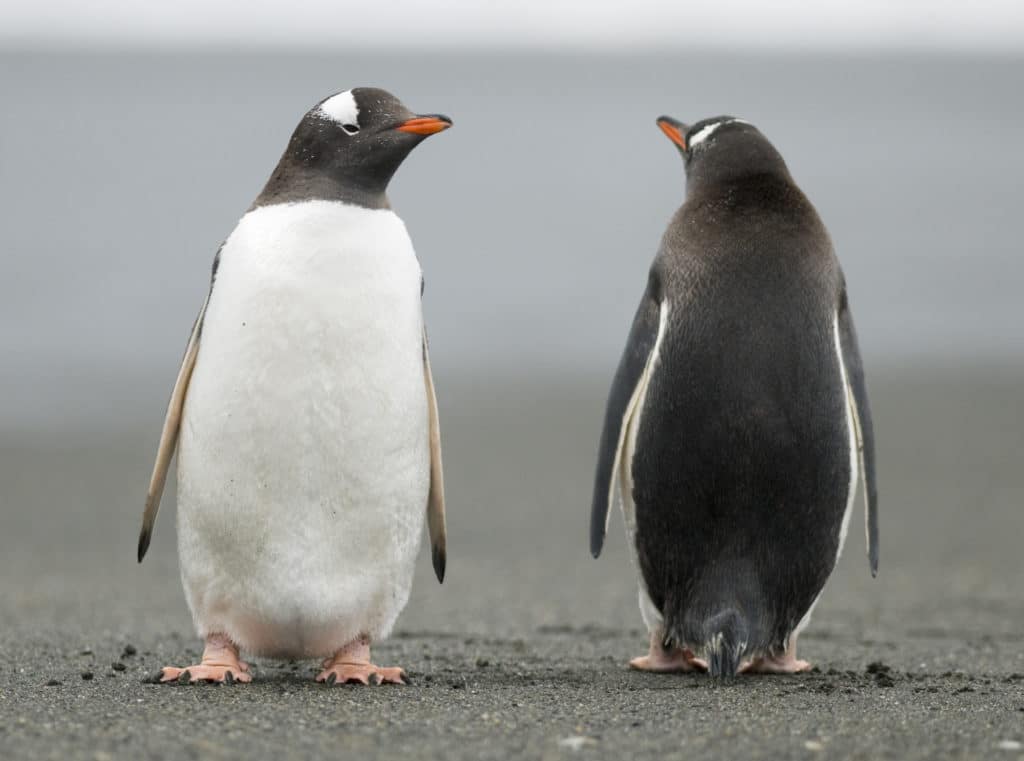 Like these two penguins, enrollment and advancement marketing may look different, but they need to work together.